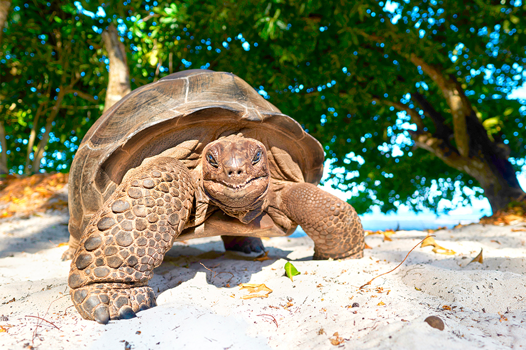 Seychelles