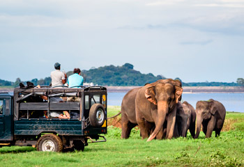 Parque Nacional Minneriya