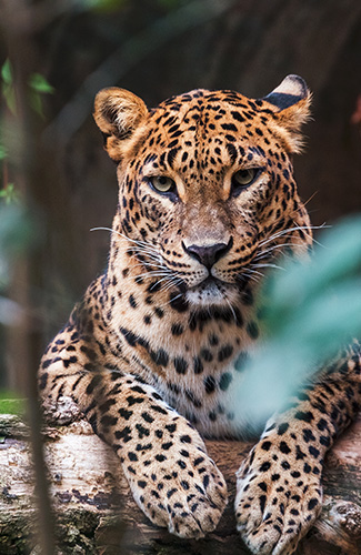 Sri Lanka