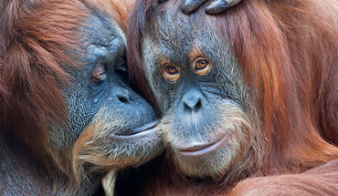 Indonesia: Borneo, Java y Bali