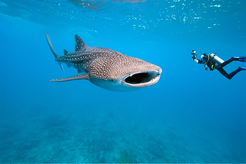 Vida Submarina