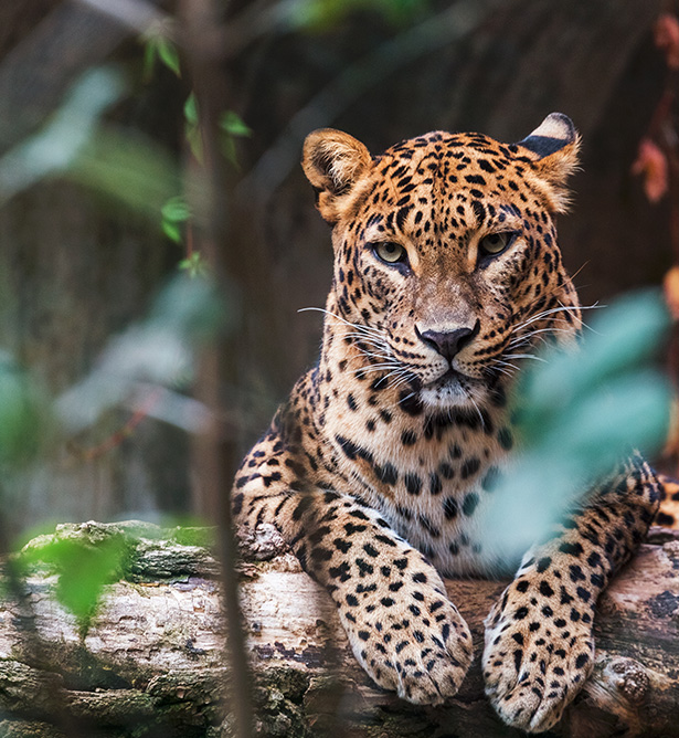 Cultura y paisajes de Sri Lanka