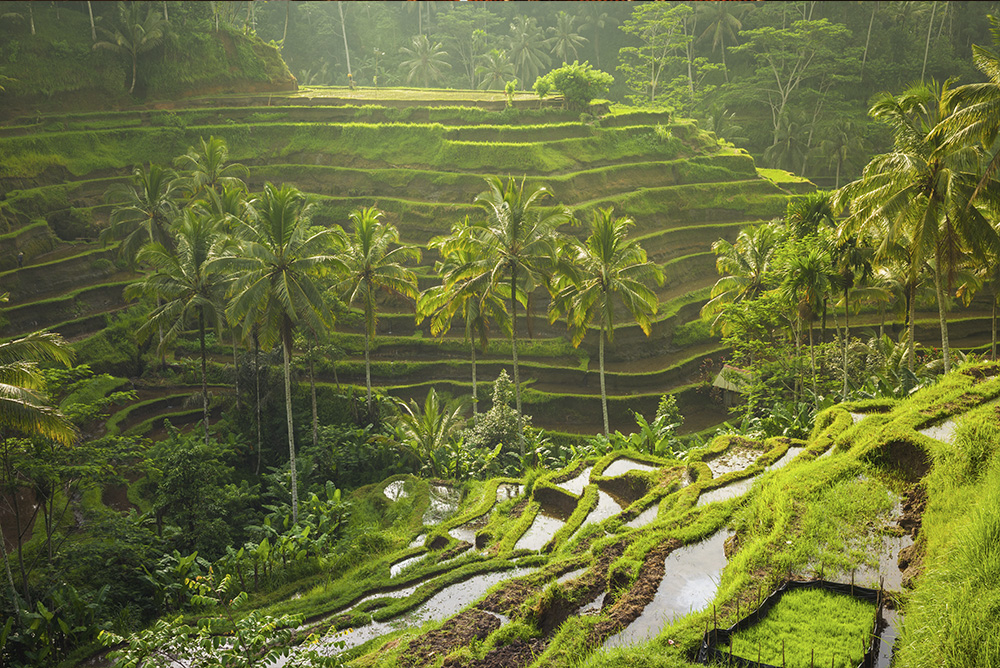 Arrozales en el interior de Bali