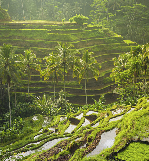 Arrozales en Bali