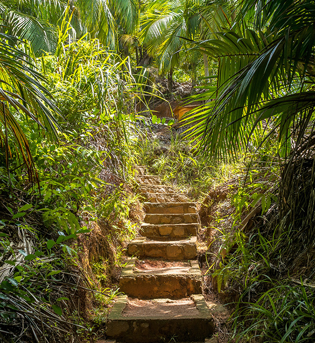 Naturaleza exhuberante en Seychelles