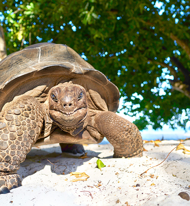 Tortugas de Seychelles