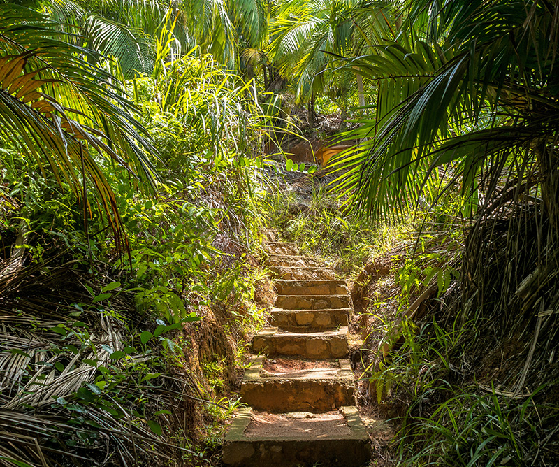 Naturaleza exhuberante en Seychelles