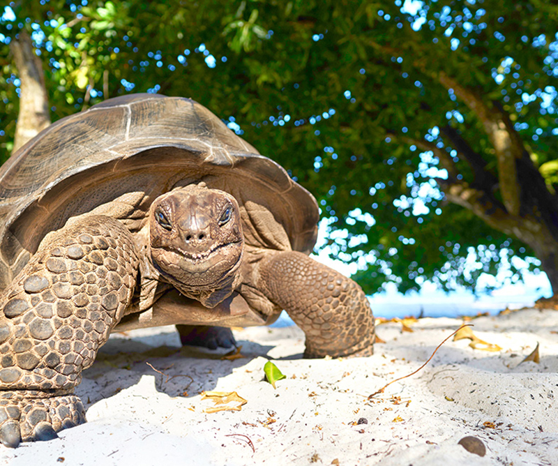 Tortugas de Seychelles