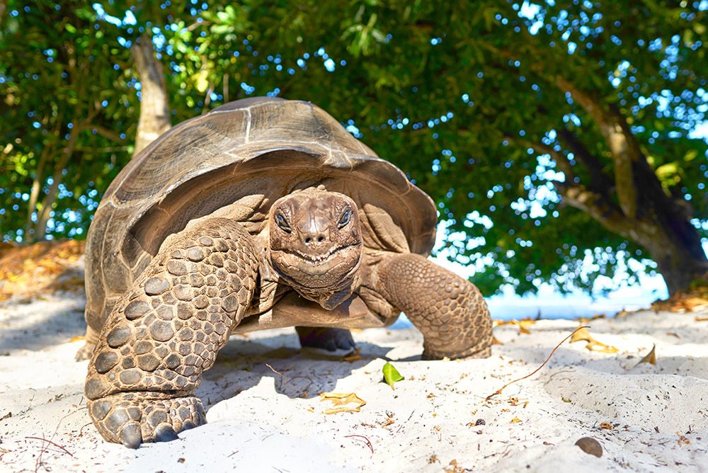 Tortugas de Seychelles