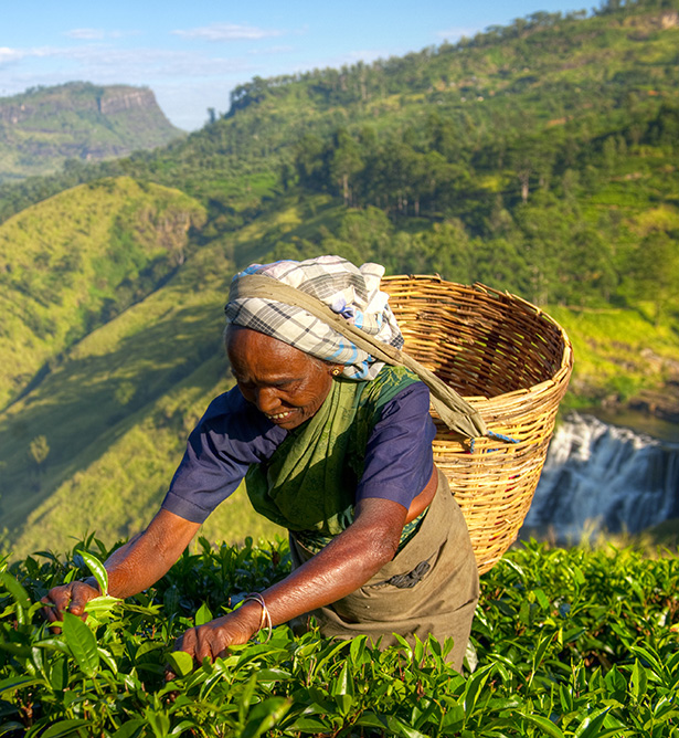 Campos de té