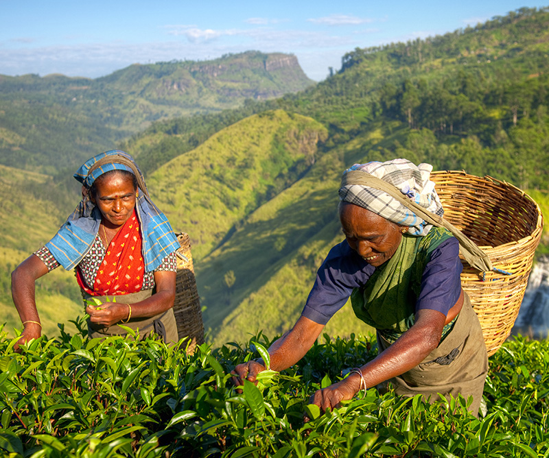 Campos de té