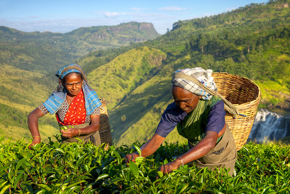 Campos de té